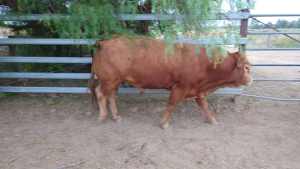 Limousin bulls
