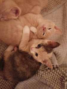 Burmese X Persian kittens