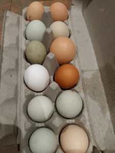 Mixed breed fertile chicken eggs