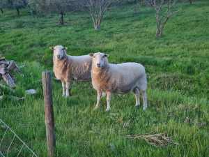 2 x Wiltipol Ewes For Sale