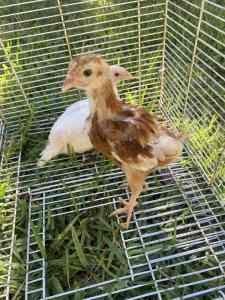 Baby chickens for sale