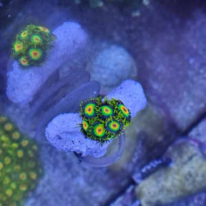 Zoa coral frag | reef aquarium 