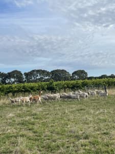 Wiltipoll Flock (ewes and ram)