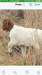 Hand Raised Pure Breed Boer Goats 