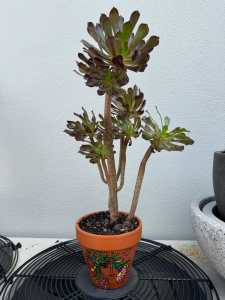 Tree aeonium, beautiful established plant in decorative terracotta pot