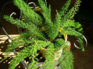 Foxtail Fern .. Asparagus Myersii large showy plant