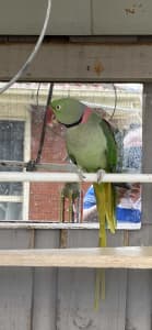 Alexandrian ring neck male parrot