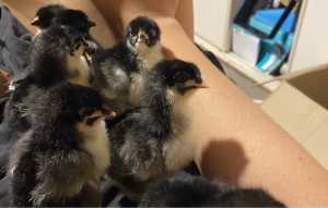 Black Australorp chicks and eggs