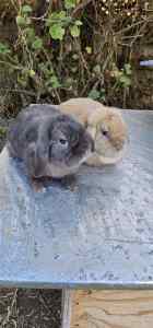 Male and Female Mini Lop Bunnies For Sale! Must go together!
