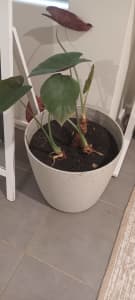 Large Indoor Plant in Pot