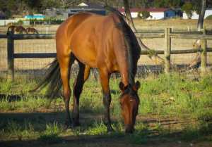 Standardbred mare 16hh 5 years old 