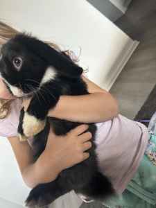 4 month old mini lop 