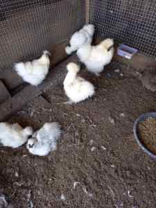 Silkie Pairs and Trios.