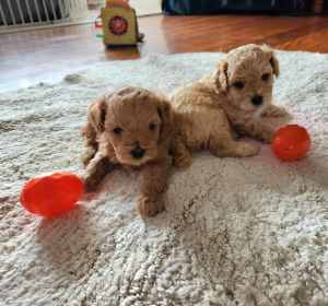Cavoodle X 8 weeks. READY for their forever homes.