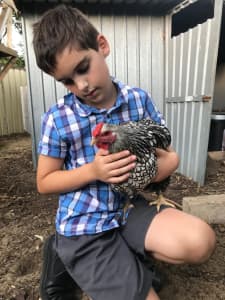 Chickens - Heritage breeds Australorp, Silver laced Wyandotte Pullets