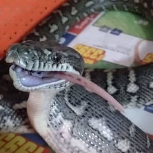 Urgent sale coastal python 