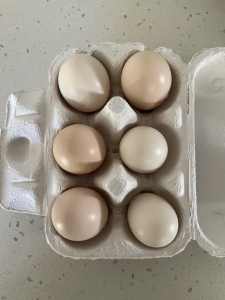 Fertile Silkie Bantam Eggs 🐣🐥🐓🐤