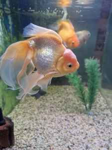 fancy gold fish for sale 