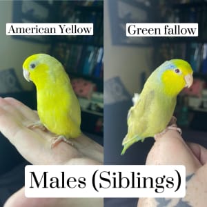 Hand raised parrotlets (Male)