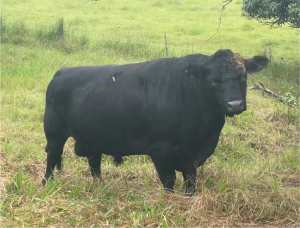 Lowline bull