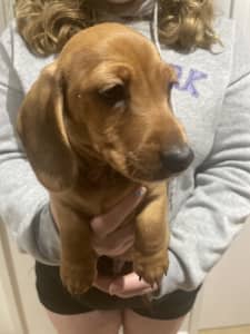 Miniature Dachshund Wire and Smooth Puppies