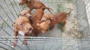 3 RED PUPPIES AMSTAFF X BORN 19/1/24, ALL GIRLS LEFT