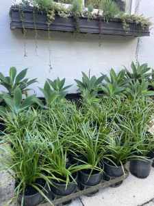 Giant evergreen liriope 14cm pots