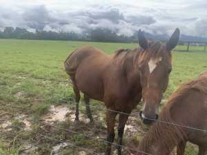 Horse thoroughbred mare