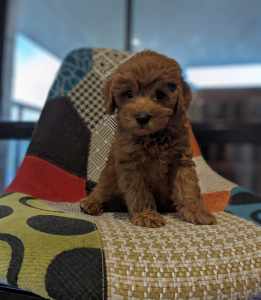 Toy cavoodle (male) chipped and vaccinated 