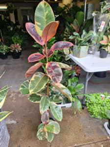 Ficus Ruby / 1m tall / 14cm pot / Feng Shui Flair