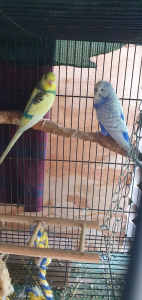 Budgies and cages. 