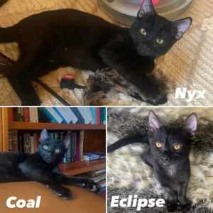10343/4/5 : Nyx/Coal/Eclipse- ADOPT KITTENS- Vet Work Included