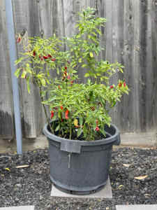 Large Garden Pot with Multiple Well Established Chilli Plants