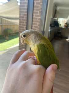 Birby the pineapple conure (WITH cage)