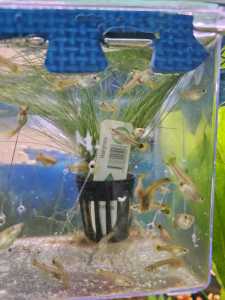 Guppy fry and juvenile guppies for sale