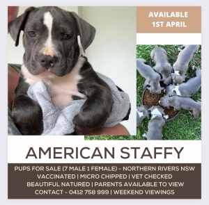 American Staffy Pups (Available April 1st) Northern Rivers