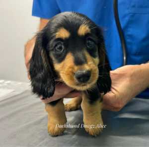 Purebred pedigree registered miniature dachshunds