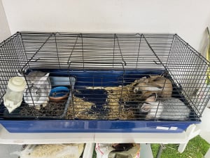 3 bunnies for sale