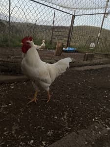 Bellamy the Rooster
