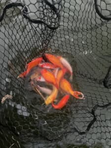 Large goldfish and small koi
