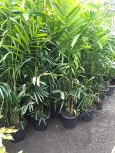 Large thick bushy MacArthur palms