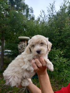 Toy moodle Pup, DROPED PRICE, only 1 boy left.