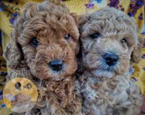 Cavoodles Toy Poodle x King Charles Cavelier 