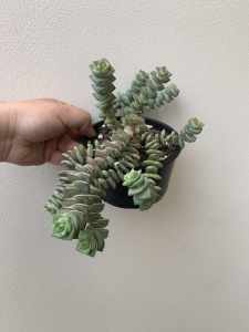 String of buttons succulents $13 each