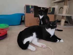 Hilda & Arnold - Cats for Adoption!