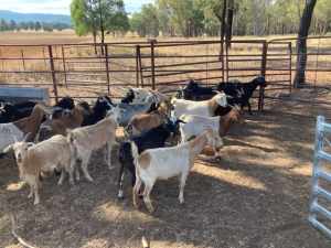Rangeland Goats