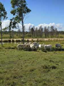 Australian White Sheep -Whole mob 