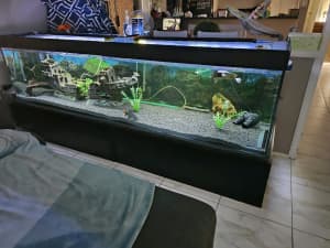 Very large heavy fish aquarium 