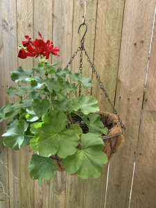 Red Geranium in new Hanging Basket.