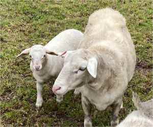 Dorper ewe with ewe lamb